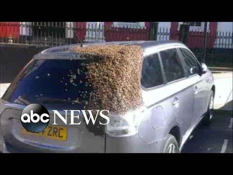 Bees Swarm Car With Queen Likely Trapped Inside