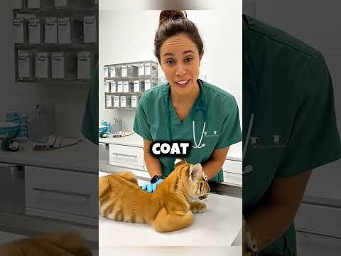 *🐯 El tigre rechazado que una perra salvó y cambió #shortsfeed #wildliferescue #dog #animals #perro