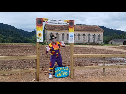 Campo dos Girassóis... na cidade de Pedras Grandes em Santa Catarina (2024)