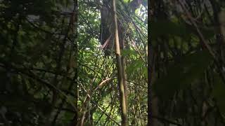 Download lagu Madu dan racun mp3