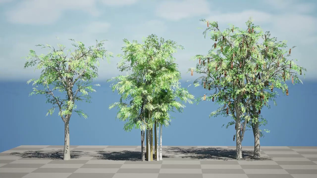 Південноафриканська акація Brevispica 3D Модель