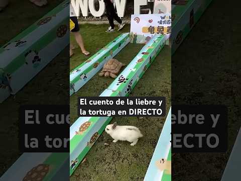 La FÁBULA de la TORTUGA y la LIEBRE hecha REALIDAD🐰 o 🐢? ¿Qué dice la CIENCIA?➕ en 💬