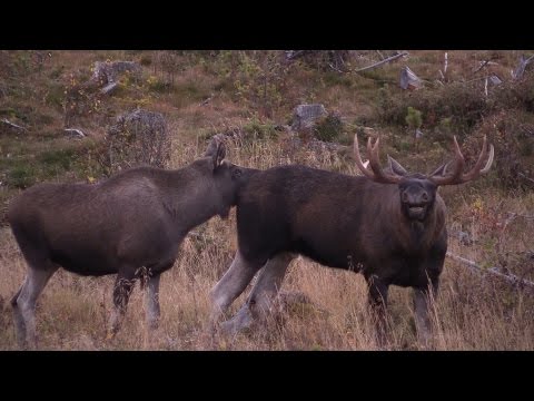 Jämtland 2016. Elgku og 8-tagger okse