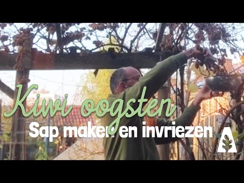 Urban Gardening - Make the Most of Your Kiwi Harvest: Juice & Smart Freezing!