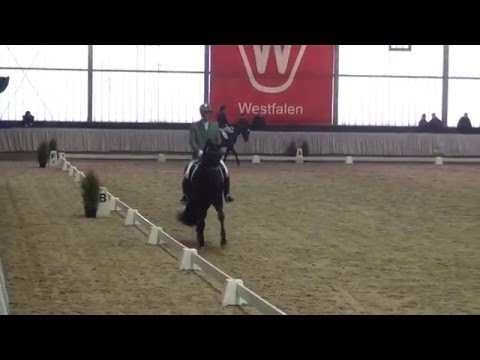 DON ROMANOV - Sportprüfung f. gekörte Hengste Münster-Handorf 2016