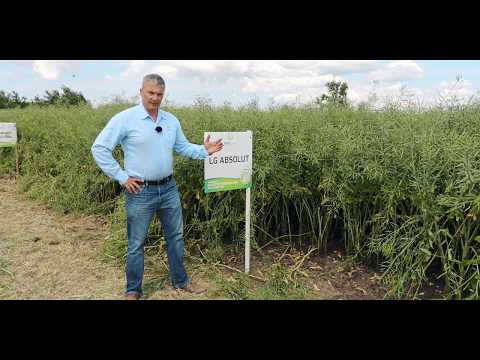 Rzepak ozimy LG Absolut
