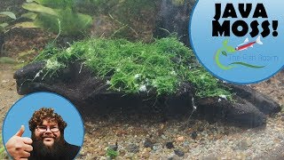 Download lagu Cara menempelkan lumut Jawa ke kayu apung mp3