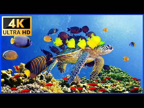 11HRS of 4K Turtle Paradise - Undersea Nature Relaxation Film + Relaxing Music by The Relaxed Girl