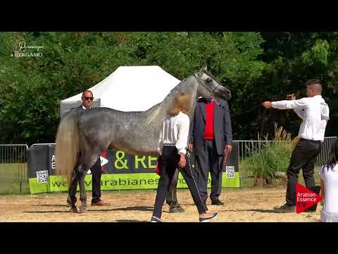 N.65 KAHEELAN AL MAHA - Bergamo 2017 - 4-7 Years Old Stallions (Class 9