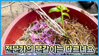 전문가가 직접 해주신 석곡 분갈이!! 개꿀 득템!! 석곡 분갈이 이대로 따라해보세요!!