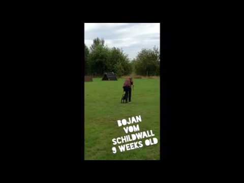 Bojan vom Schildwall