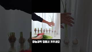 마늘 보다 20배 좋은 마늘쌔싹 집에서 쉽게 키우기#shorts