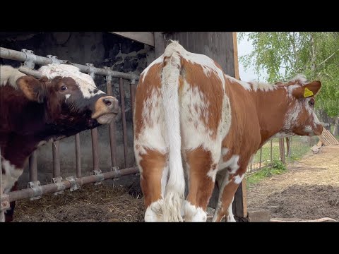 Buhaje Białogrzbiete w Majątku Rutka, Ogier Konika polskiego w Tabunie