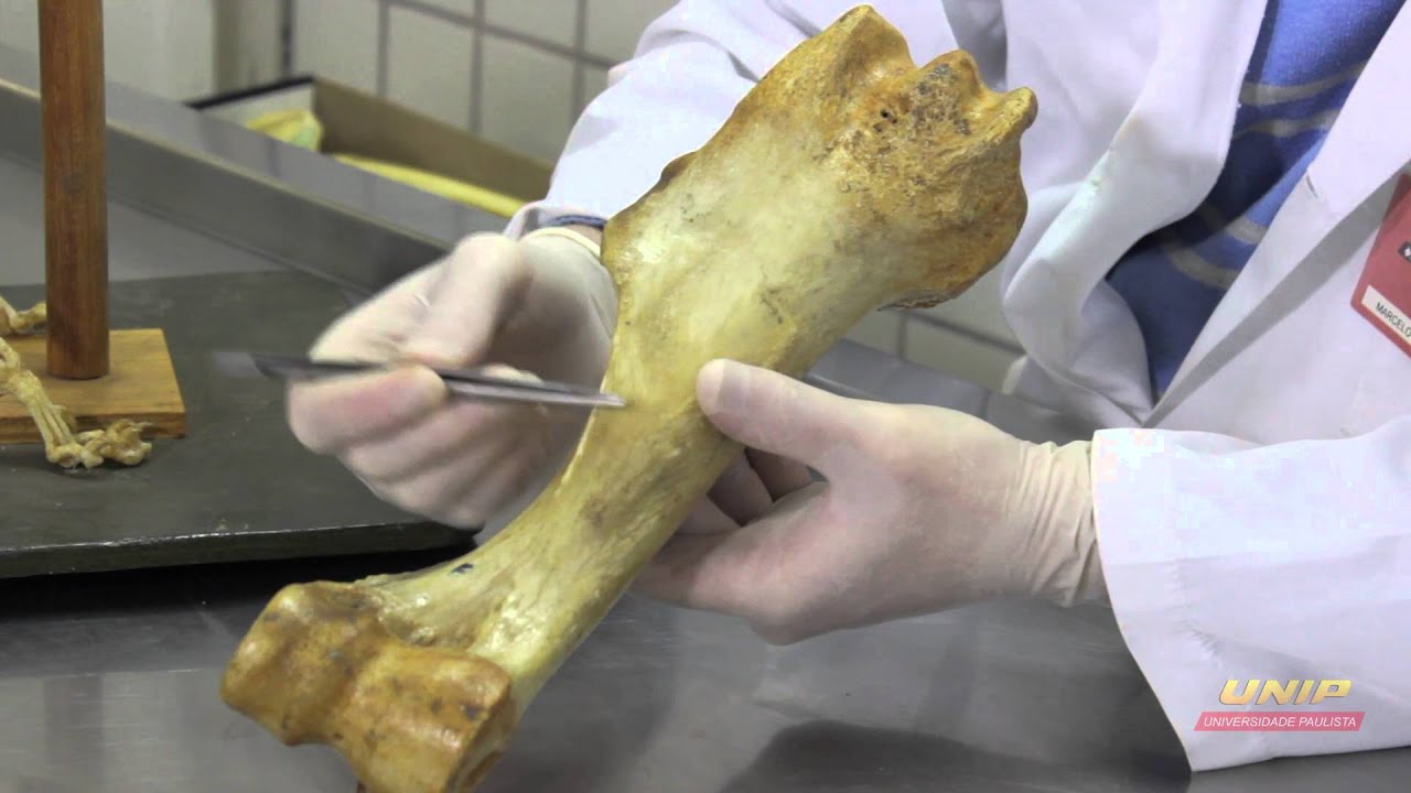 Osso - Escapula / Umero