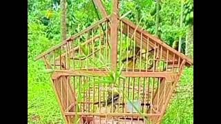 Download lagu Cuman hitungan Detik Langsung Dapat Bl Sirtu Ekor Hitam‼️ mp3