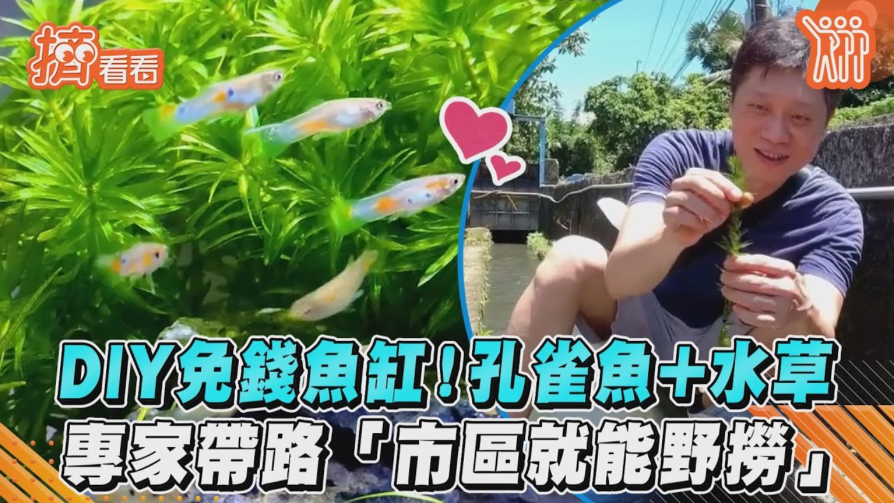 影音/DIY免錢魚缸!孔雀魚+水草 專家帶路「市區就能野撈」