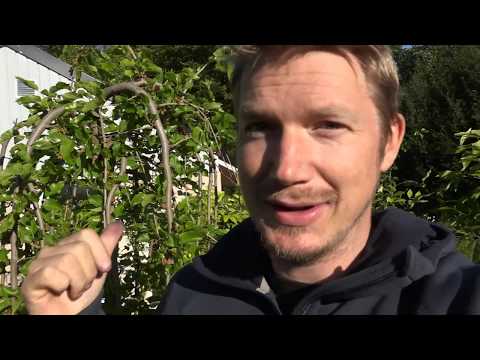 Växthus och Trädgård 2017 del 12 - MULLBÄR