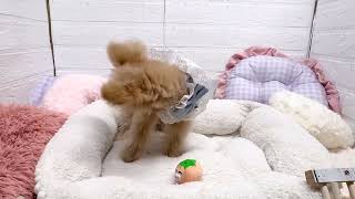 ハーフ犬の動画02