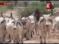 Topi Ajrak Waran Jo Man Mathe Aa Sindhi Song By Ahmed Mughal