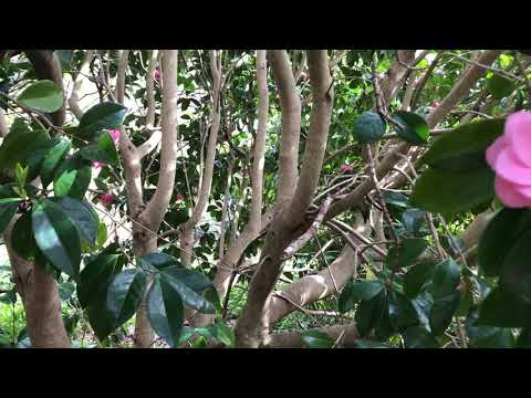 Camellia Pruning - How to Rejuvenate or Hard Prune old Camellias