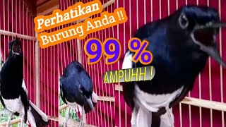 Download lagu PANCINGAN KACER NGEROL NEMBAK, AGAR CEPAT EMOSI GACOR DAN BUKA EKOR mp3 Download lagu PANCINGAN KACER NGEROL NEMBAK, AGAR CEPAT EMOSI GACOR DAN BUKA EKOR mp3