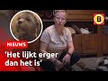 'Horrorfokker en ILLEGALE puppyfabriek': deze hondenfokker moet STOPPEN | Omroep Brabant