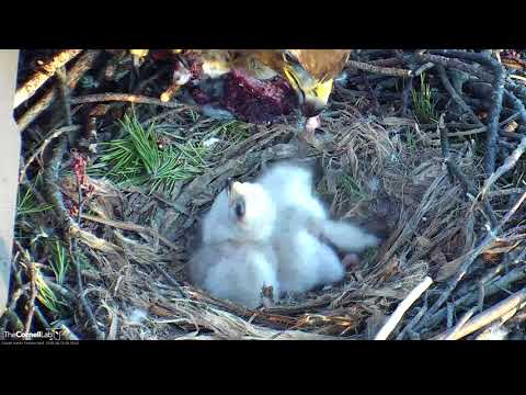 Early Morning Squirrel Snack For Red-tailed Hawk Chicks – April 24, 2018