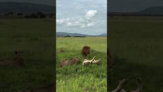 Every lion has a role in the family