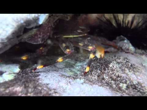 Kangreu pia mancha hel, Curaçao.