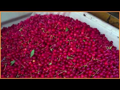 download lagu mp3 mp4 Little Cherry Packaging, download lagu Little Cherry Packaging gratis, unduh video klip Little Cherry Packaging