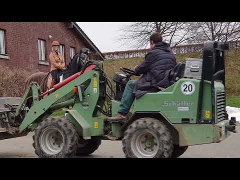 Gekörter Hengst von Finest x Belissimo M *2015