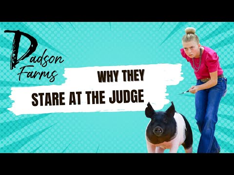 Why they stare at the Judge while showing pigs? #showpigs #pigs