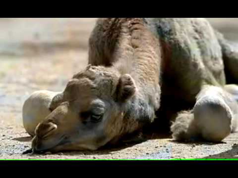 Scherz über Kamel :D