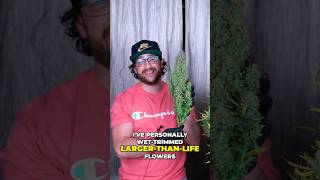 Dry vs Wet Trimming Weed | Perfect Cure, No Mold!