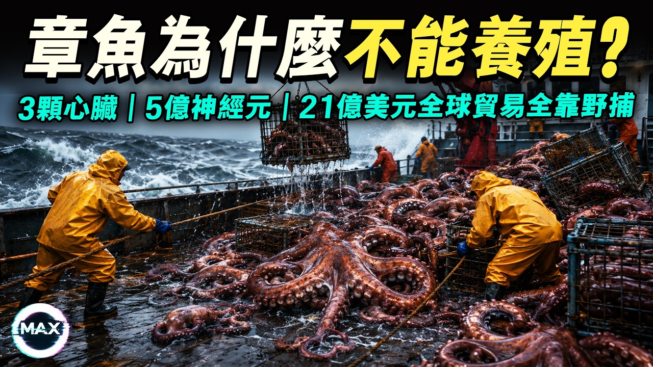 拆解全球章魚生意，一年捕撈37萬噸、撐起21億美元生意，人類卻幾乎養不出來，第一座養殖場還被76萬人反對【Max解構世界】
