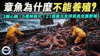 拆解全球章魚生意，一年捕撈37萬噸、撐起21億美元生意，人類卻幾乎養不出來，第一座養殖場還被76萬人反對【Max解構世界】