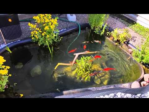 Guldfisk och koi får mat