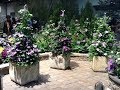 Selecting Clematis For Planters Pots And Containers
