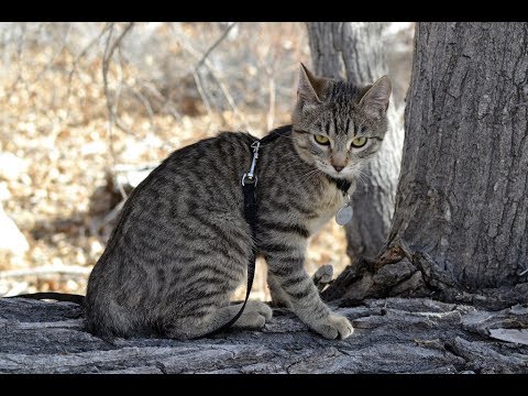 Raza de Gato Bobtail Americano