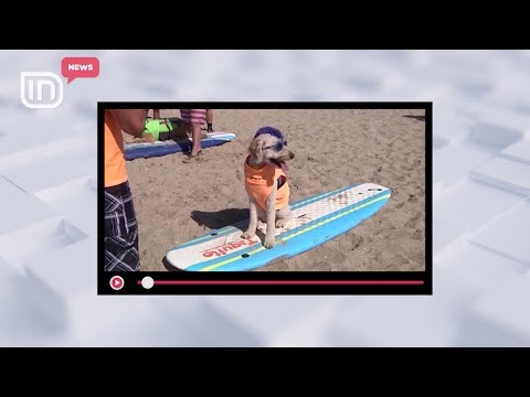 Dhjetra qen në konkursin e sërfit. Fitimtari triumfoi kundër 40 konkurrentëve të tjerë