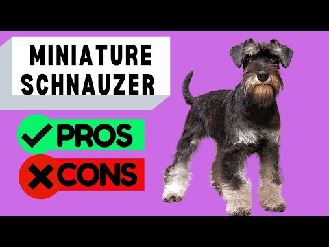 Miniature Schnauzer Pros and Cons