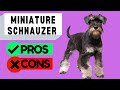 Miniature Schnauzer Pros and Cons