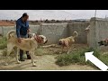 Real Giant Turkish Kangal Dogs Very Very Agressive