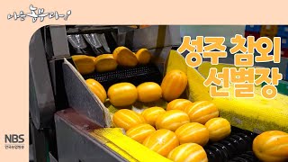 [나는농부다 240회] 성주 참외 선별장