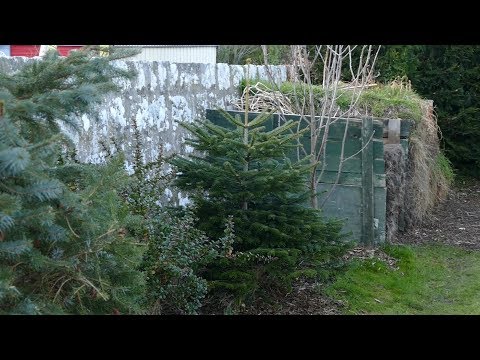 Planting Christmas Tree In Garden (Comparison Of Growth Rate Over 3 Years)