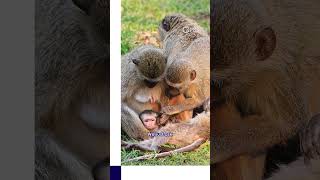 Wild Monkeys Are Living in South Florida?! 🐒