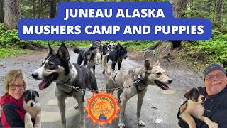 Juneau Alaska Cruise Port Guide 🐕 Princess Dogsled Camp, Puppies, Shopping & Red Dog Saloon