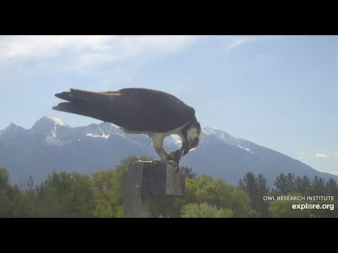 Charlie shares his Fish with Charlotte, feeding her - Charlo Osprey Nest/explore.org 2021 06 11
