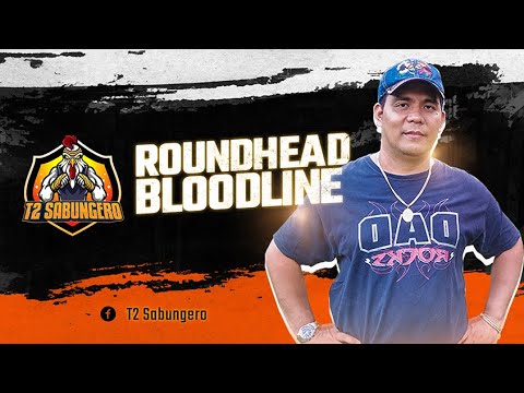 ROUNDHEAD BLOODLINE     |     T2 SABUNGERO