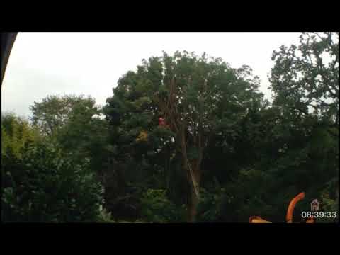 Astrein-Baumpflege -